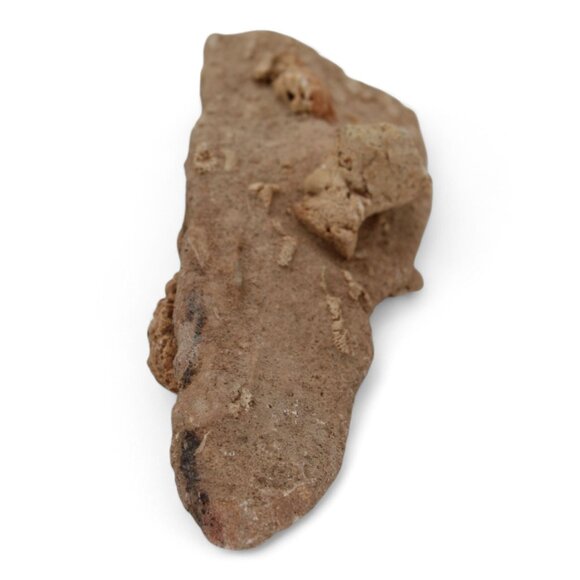 Devonian Coral Fossil Rock Rugose & Tabulate Corals In Limestone 2 Lb 1 Oz - Picture 5 of 5